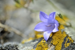 CAMPANULA-ROMANICA