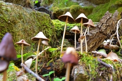 Ciuperci de padure
