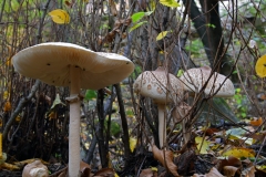 Ciuperci de padure