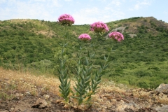 MILITEAUA-DOBROGEANA