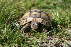 TESTUDO-GRAECA-IBERA