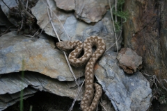 VIPERA-CU-CORN
