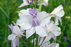 floare
