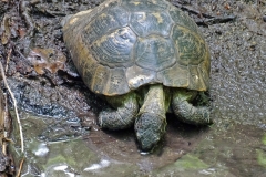 testoasa