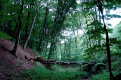 VALEA-FAGILOR