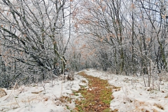 iarna