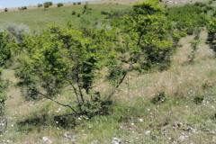 1 Habitatul 40C0 dominat de Paliurus spina – Christi, Dealul Mândreni, Al. S. Bădărău