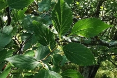 10 Celtis glabrata, Dealul Sarica.