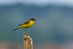 103 Motacilla flava, Fuciu Cătălin