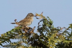 109 Prunella modularis, Fuciu Cătălin