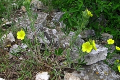 11 Potentilla emilii - popii, Roxana Ion