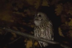 111 Strix aluco, Fuciu Cătălin