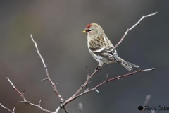 113 Acanthis flammea, Fuciu Cătălin