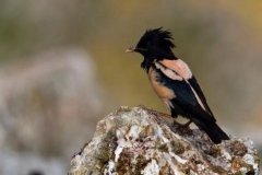 116 Sturnus roseus, Fuciu Cătălin