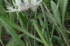 12 Centaurea thirkei, Al. S. Bădărău