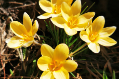 13 Crocus chrysanthus, Al. S. Bădărău