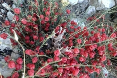 22 Ephedra distachya, Olga Demina