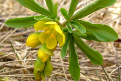 23 Gymnospermium odessanum, Ruslan Mishustin