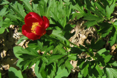 25 Paeonia peregrina, Al. S. Bădărău