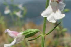 27 Stachys angustifolia, Serghei Svirin