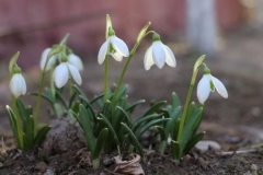 29 Galanthus plicatus, Natalia Beshko