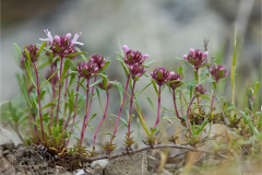 30 Thymus zygioides, Ilia Miheev