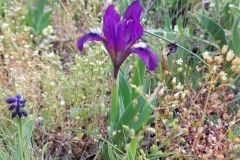 31 Iris suaveolens, Dealului Sarica, Cristian Valeriu Maloș