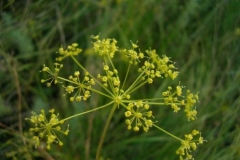 33 Peucedanum tauricum, Al. S. Bădărău