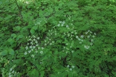 35 Chaerophyllum nodosum,  Pădurea Babadag, Al. S. Bădărău
