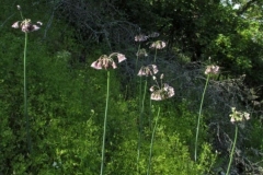 37 Allium siculum ssp. Dioscoridis, Alexandr Fateriga