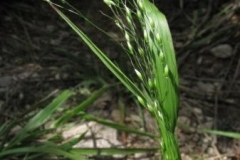 39 Piptatherum virescens, Pavel Evseenkov