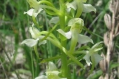 40 Platanthera chlorantha, Ghenadi Okatov
