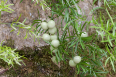 41 Asparagus verticillatus, Dmitri Oreshkin