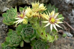 43 Sempervivum zeleborii, Thomas Nalch