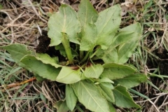 44 Rumex tuberosus Dealul Sarica. Al. S. Bădărău