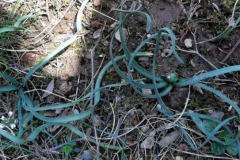 46 Sternbergia colchicifloră, Rezervației Naturala Carasan – Teke. Al.S. Bădărău