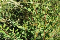 48 Spiraea crenata Dealul Sarica., Al.S. Bădărău