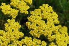 49 Achillea borzae, Al. S. Bădărău