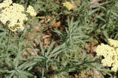 51 Achillea ochroleuca în poiana de pe vf. Carasan, Al.S.Bădărău