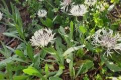 53 Centaurea thirkei, Rezervația Carasan – Teke, Oliviu Pop