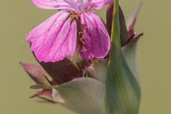 55 Dianthus andrzejowskianus, Ilia Miheev