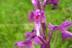 56 Anacamptis morio, Al. S. Bădărău