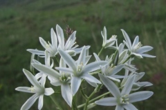 57 Ornithogalum amphibolum, Dobrogea de nord-vest, Al. S. Bădărău