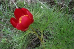 58 Paeonia tenuifolia, Al. S. Bădărău