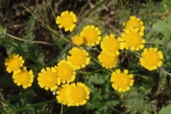 62 Tanacetum millefoium, Serghei Odinets