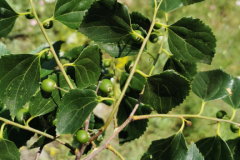63 Celtis glabrata, Rezervația Naturală Cocoș