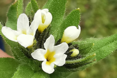 64 Buglossoides czernjajevi, Rezervația Naturală Cocoșu, Al. S. Bădărău