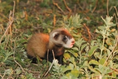 65 Mustela eversmanii