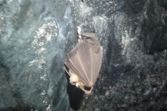 67 Rhinolophus ferrumequinum