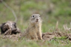 68 Spermophilus citellus